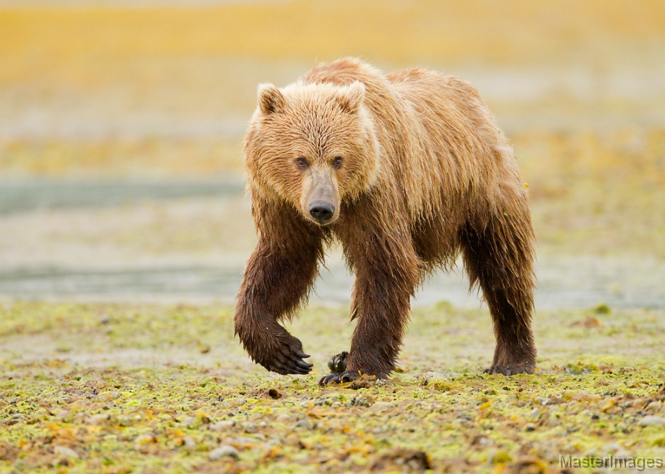 soft brown bear